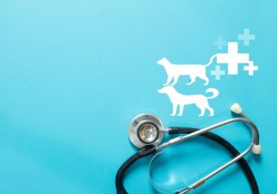 🐶 Pet Insurance in the U.S. 2026: How to Choose the Best Plan and Save on Veterinary Costs