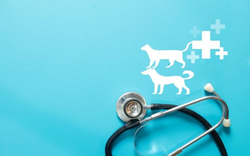 🐶 Pet Insurance in the U.S. 2026: How to Choose the Best Plan and Save on Veterinary Costs